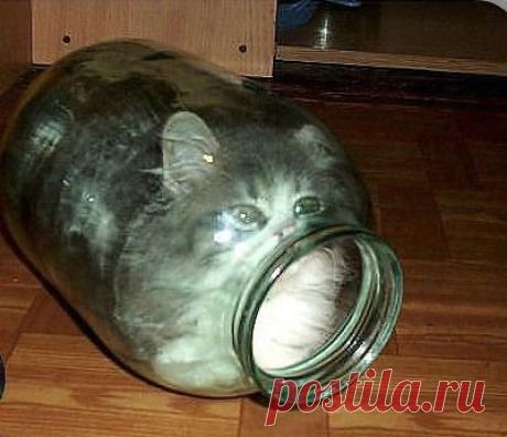 Кот в банке &amp;raquo; Авто - машины - механизмы - техника