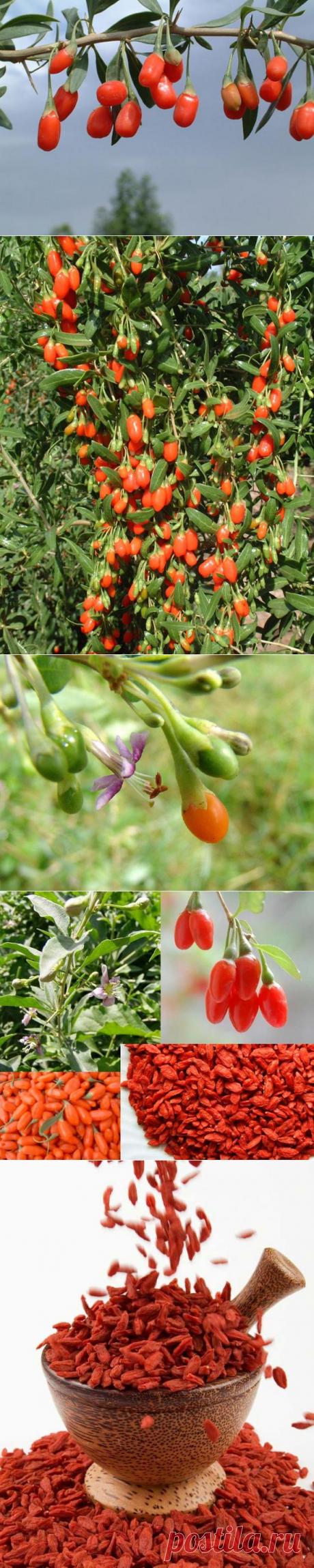 Волшебные ягоды годжи с куста всем знакомой дерезы | ПолонСил.ру - социальная сеть здоровья