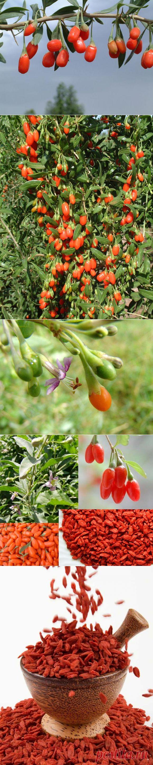 Волшебные ягоды годжи с куста всем знакомой дерезы | ПолонСил.ру - социальная сеть здоровья