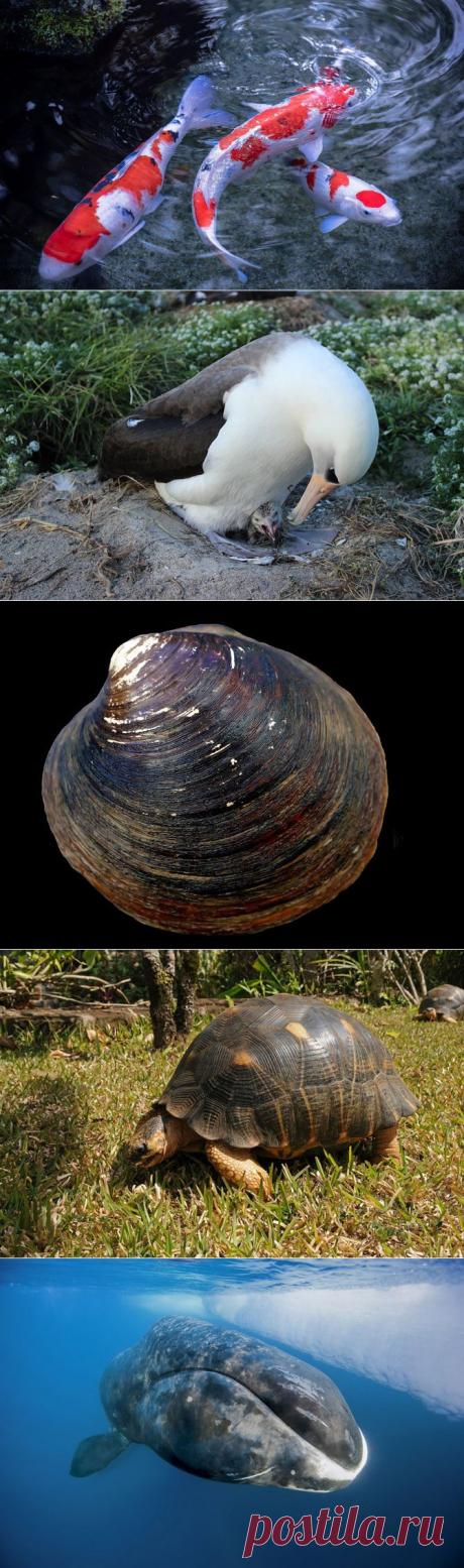 В мире животных. Долгожители | НАУКА И ЖИЗНЬ