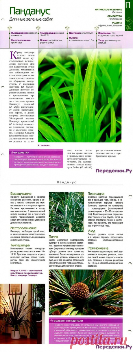 Панданус * Переделки.РуПеределки.Ру