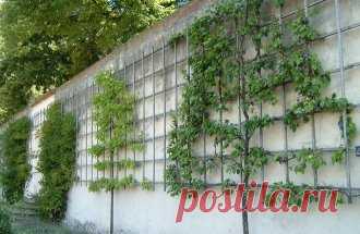 Деревья на шпалере – площадь меньше, урожай больше