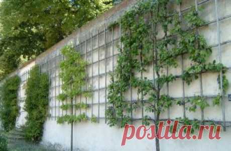 Деревья на шпалере – площадь меньше, урожай больше