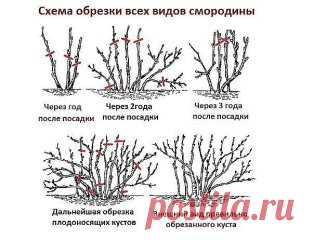 как правильно омолодить куст смородины