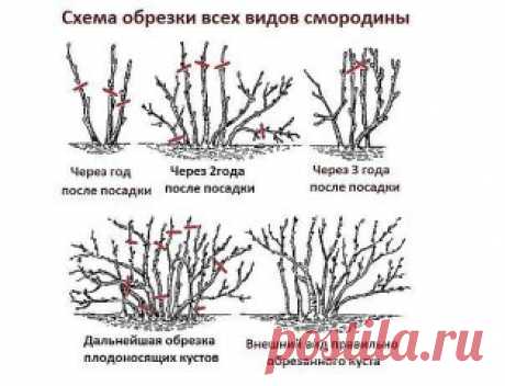 как правильно омолодить куст смородины