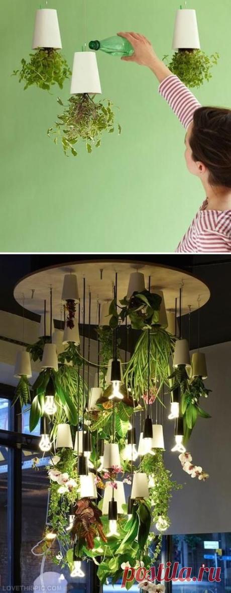 24 #Amazing #Best #Indoor #Plants For Quality Air Improving | Гидро сад