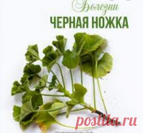 Спасите герань от черной ножки!!!

"На днях у меня погибло несколько взрослых растений пеларгоний и целая куча уже окрепших черенков. Вначале думала – засыхают. Но когда подкопала и рассмотрела корешки и часть стебля, увидела, что черное дело сделала черная ножка. Наверняка каждый сталкивался с этой пакостью и на рассаде, и на цветах. Бывает досадно, что зачастую она случается от незнания. Черную ножку вызывают грибки Pythium. Живут они в почве и безобидны до тех пор, пока...
