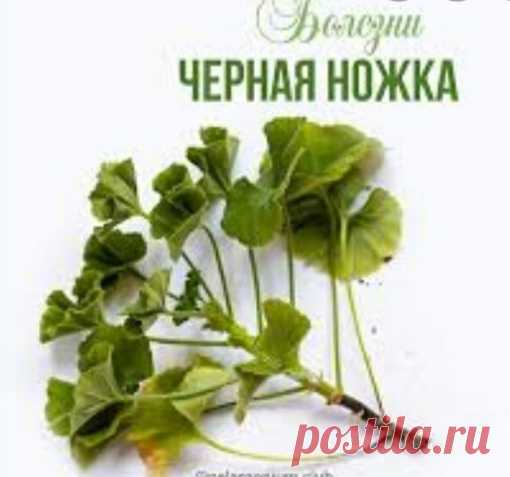 Спасите герань от черной ножки!!!

