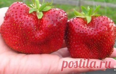 Особенности клубники «Чамора Туруси»: фото, характеристики,