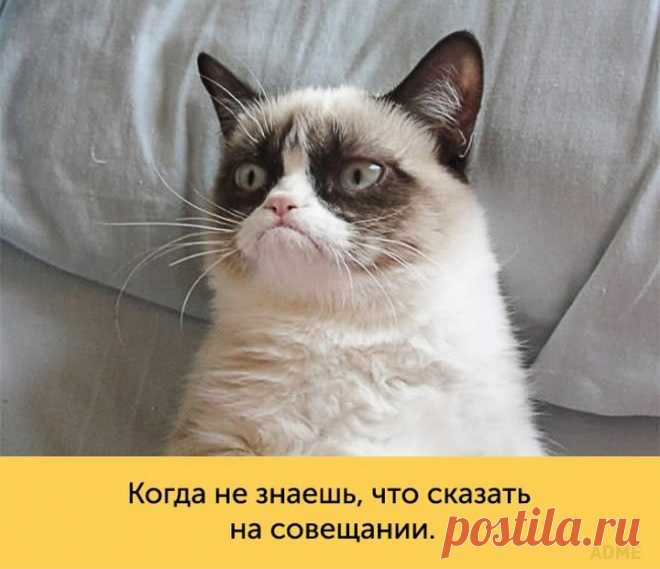 Кошки, которые достойны «Оскара»