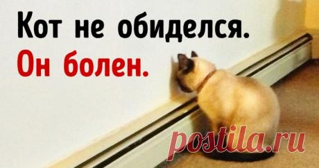 12 сигналов к тому, что питомца надо срочно показать ветеринару К сожалению, наши любимцы не могут пожаловаться на недомогание. Поэтому ответственный хозяин должен знать основные симптомы заболеваний животных.
Мы выяснили, какие признаки указывают на то, что...