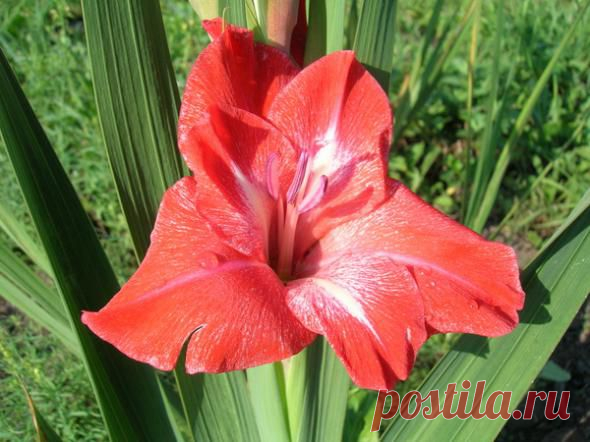 Как сохранить до весны луковицы гладиолусов и клубни георгинов | Дачный участок