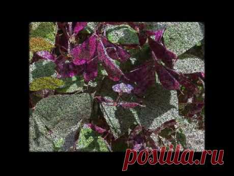 Вьющиеся растения для сада фото и названия - YouTube