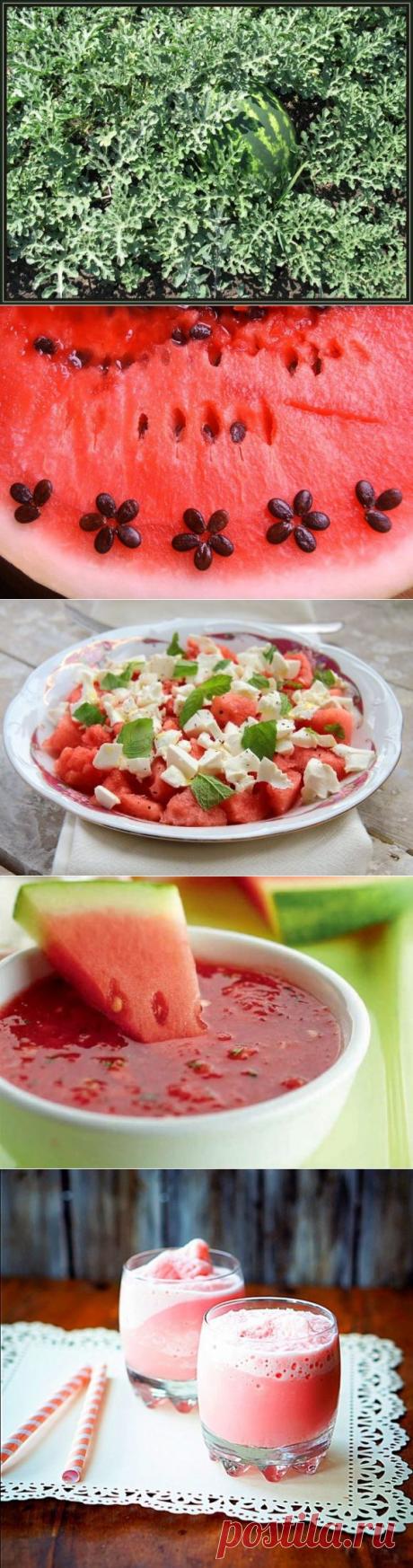 Все что вы хотели знать про Арбуз