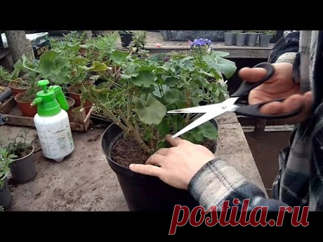КАК ОМОЛОДИТЬ СТАРУЮ ГЕРАНЬ / ПЕЛАРГОНИЮ