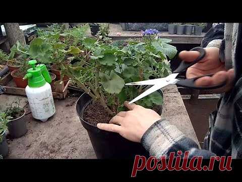 КАК ОМОЛОДИТЬ СТАРУЮ ГЕРАНЬ / ПЕЛАРГОНИЮ