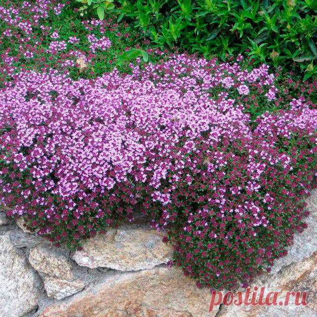 Лекарственное растение Тимьян ползучий (Thymus serpyllum).  Сборный вид, чрезвычайно богатый формами. Многолетнее растение высотой от 5 до 30 см, Стебли полегающие до приподнимающихся, часто укореняющиеся, у основания иногда несколько одревесневающие. Накрест-супротивные плоские листья обратнояйцевидные до линейно-эллиптических; в отличие от культивируемого тимьяна обыкновенного с нижней стороны не имеют белого опушения. Розово-красные до красно-фиолетовых цветки на верхушках стеблей и в пазухах