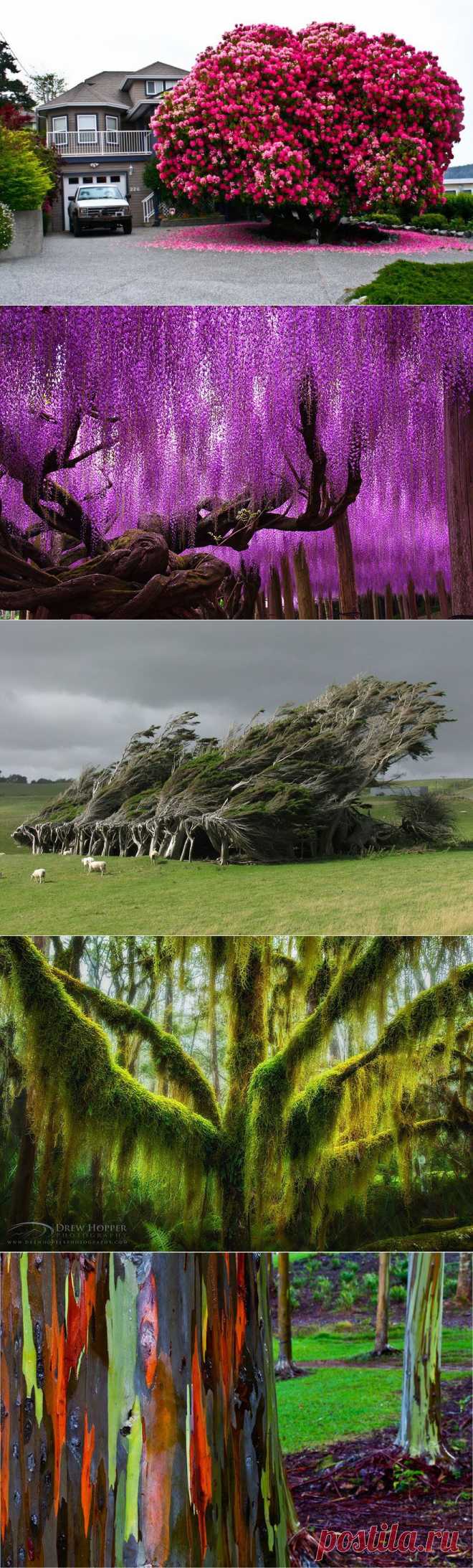16 самых великолепных деревьев в этом мире | КЛУБ ПУТЕШЕСТВЕННИКОВ