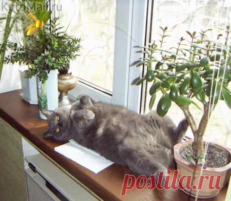 Хорошо там, где есть Я!