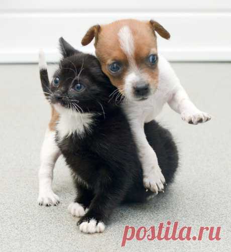 A Rejected Puppy And An Abandoned Kitten Adopt Each Other