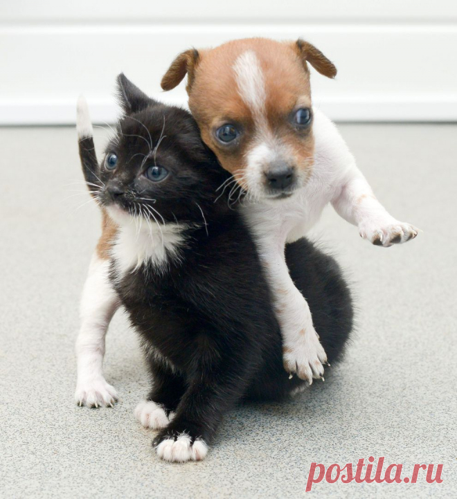 A Rejected Puppy And An Abandoned Kitten Adopt Each Other
