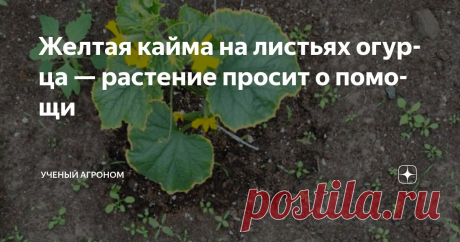 Желтая кайма на листьях огурца — растение просит о помощи Статья автора «УЧЕНЫЙ АГРОНОМ» в Дзене ✍: Заметили желтую полоску по краям листьев огурца? Это не украшение. А сигнал бедствия. Растение сообщает о проблемах. Многие игнорируют этот симптом.