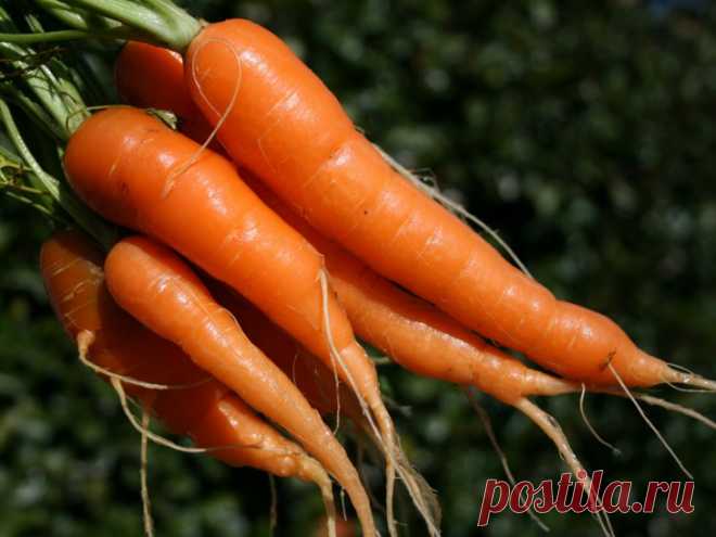 10 продуктов, выводящих никотин из организма