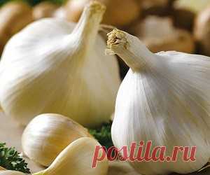 Ишиас и чесночное молоко - health info