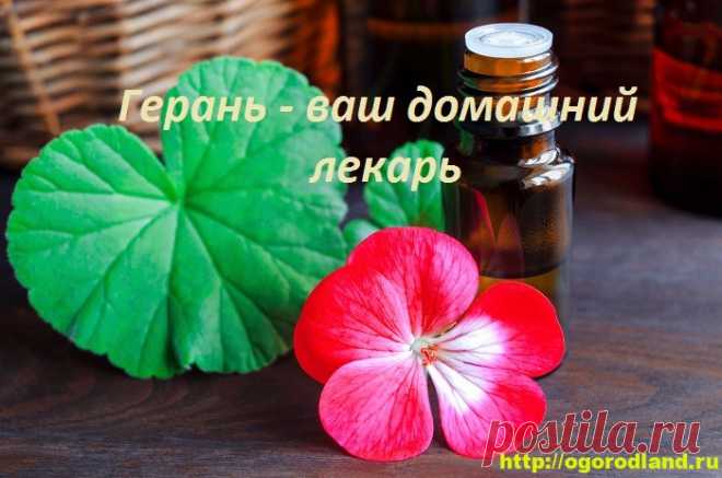 Герань и здоровье. Полезные и лечебные свойства герани