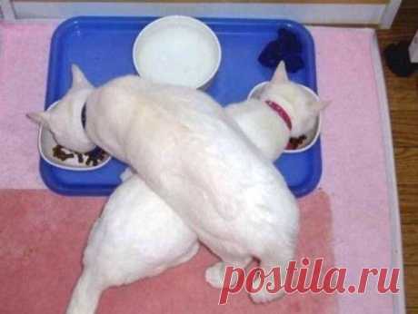 Эти забавные животные / Питомцы