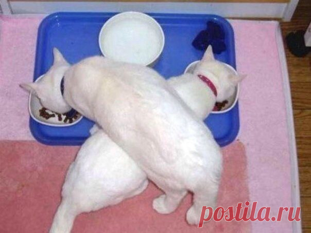 Эти забавные животные / Питомцы