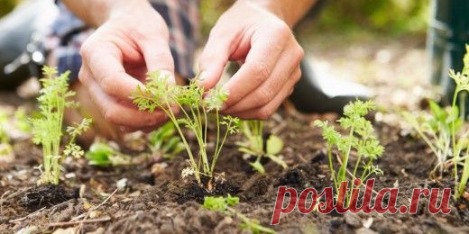 Календарь садово-огородных работ на июнь | 6 соток