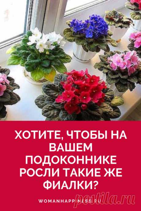 Как ухаживать за фиалками - 5 секретов пышного цветения
Обожаю фиалки! Это моя страсть, единственные цветы, которые у меня есть. Как же они прекрасны! Ваши советы очень ценны! Кликайте на фото, чтобы прочитать ⤴