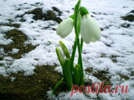 ***Поздравляю Вас с Апрелем!***. Кто поёт, мечта ль, природа ль,
Небо - нежный сон свирели?
Каждый листик вылит в трели,
Свет и тень звенят в апреле, -
Ветр, лишь ты, всех неумелей,
В медь трубы дудишь поодаль.

Давний гимн! Припев всемирный!
В дни, где мамонт высил бивни,
В первом громе, в вешнем ливне,
Выл ли тот же зов призывней?
Жди весны, ей верь, лови в ней
Флейты ропот, голос лирный.