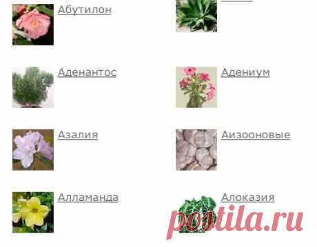 Полная энциклопедия комнатных цветов и растений