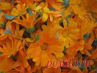 LIAUDIES IŠMINTIS PATARIA (pagal B. Martišienės knygą): VAISTINĖ MEDETKA (lot. Calendula officinalis, angl. Pot Marigold, vok. Ringelblume)