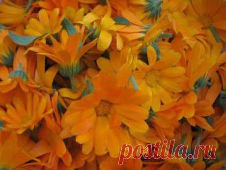LIAUDIES IŠMINTIS PATARIA (pagal B. Martišienės knygą): VAISTINĖ MEDETKA (lot. Calendula officinalis, angl. Pot Marigold, vok. Ringelblume)