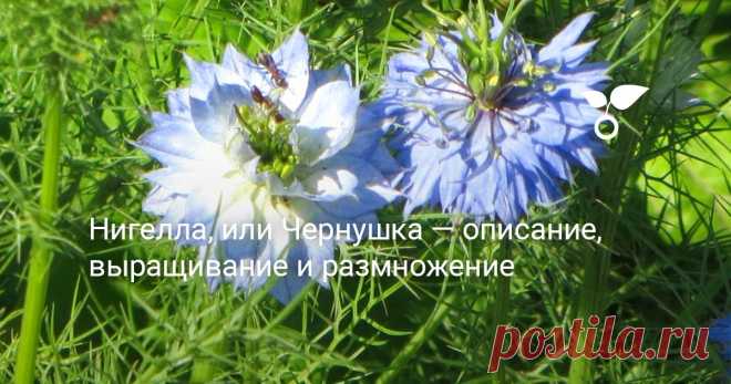 Нигелла, или Чернушка — описание, выращивание и размножение Массовое цветение нигеллы начинается в июле. Каждый цветок цветет около недели, а само цветение продолжается 1-1,5 месяца. Нигелла растение холодостойкое и легко переносит заморозки. Оно редко повреждается вредителями и практически не болеет.