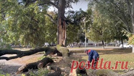 В Орле раскололся 160-летний дуб — памятник отмене крепостного права. В Орле пополам раскололся дуб, который посадили в 1861 году в честь отмены крепостного права. Об инциденте рассказали в администрации города. Знаковое дерево стоит на перекрестке бульвара Победы и улицы Октябрьской. Его обнесли ...