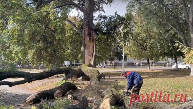 В Орле раскололся 160-летний дуб — памятник отмене крепостного права. В Орле пополам раскололся дуб, который посадили в 1861 году в честь отмены крепостного права. Об инциденте рассказали в администрации города. Знаковое дерево стоит на перекрестке бульвара Победы и улицы Октябрьской. Его обнесли ...