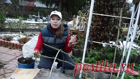 Как укрыть плетистую розу первого года посадки!