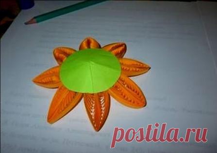 Цветы подсолнуха | Информационные статьи