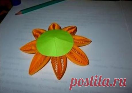 Цветы подсолнуха | Информационные статьи