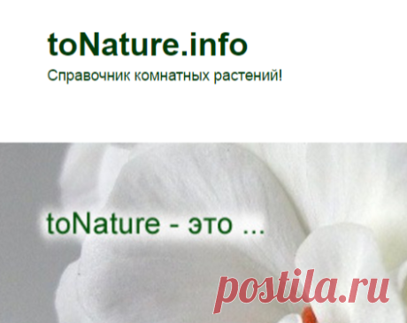 toNature.info - Справочник комнатных растений!