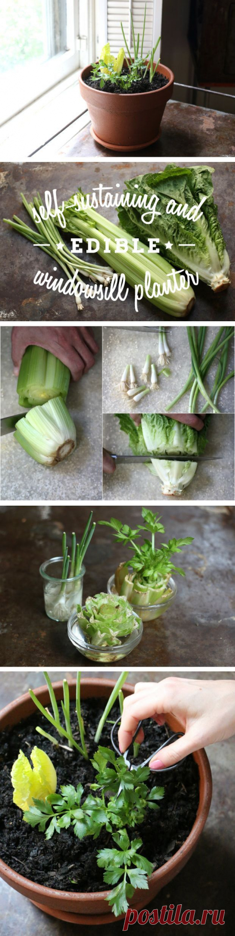 No Garden? No Problem! Create a Self-Sustaining Decorative and Edible Windowsill Planter | eHow - Home Decor Designs Plant your edible goodies in a window planter, and you can snip off what you need for salads and cooking and then watch them magically regrow.