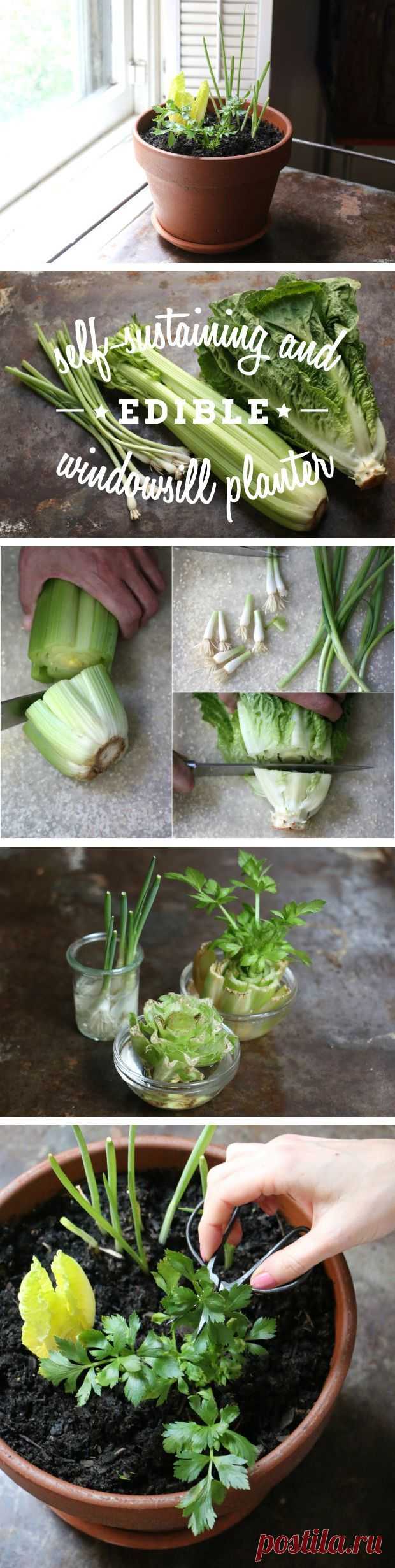 No Garden? No Problem! Create a Self-Sustaining Decorative and Edible Windowsill Planter | eHow - Home Decor Designs Plant your edible goodies in a window planter, and you can snip off what you need for salads and cooking and then watch them magically regrow.