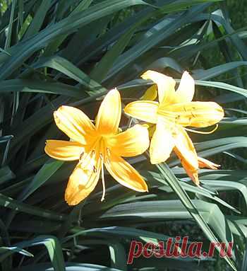 Лилейник, гемерокаллис, как выглядит, сорта, выращивание