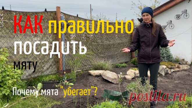 КАК посадить МЯТУ | КАК выращивать мяту