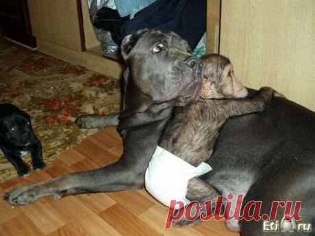 Новая мама для ребёнка-шимпанзе.