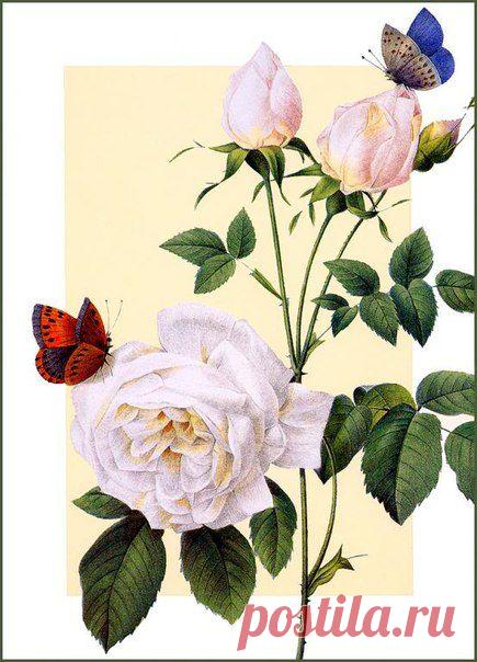 Картинки для декупажа, скрапа, коллажей | 981 фотография | ВКонтакте